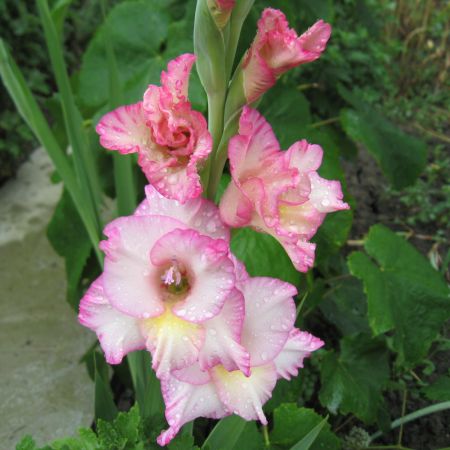 Gladiola